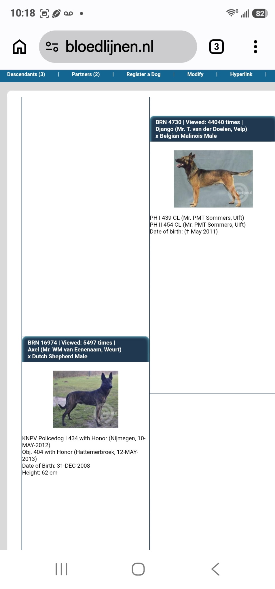 Axel — historical Dutch Shepherd bloodline reference