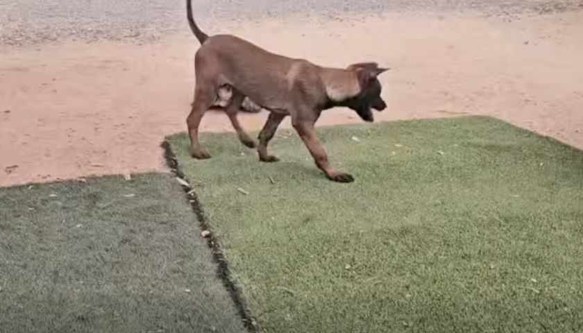 Young working-dog prospect from Rich’s video
