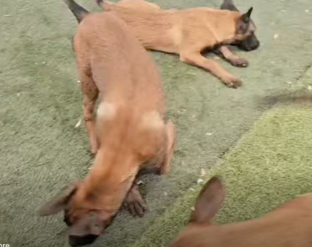 Rich’s puppies exploring and playing in the yard