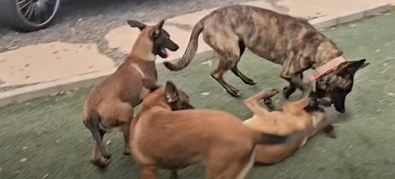 Dogs for Sale — working-dog prospects